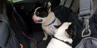 Coprisedile auto per cani. La nostra recensione Coprisedile auto per cani. Dante e Mia Bouledogue Francese. La nostra recensione