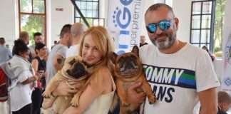 Renuar Dorian Red Buff di Rudi Cabrijan, Bouledogue Veterano Renuar Dorian Red Buff di Rudi Cabrijan, Bouledogue Veterano