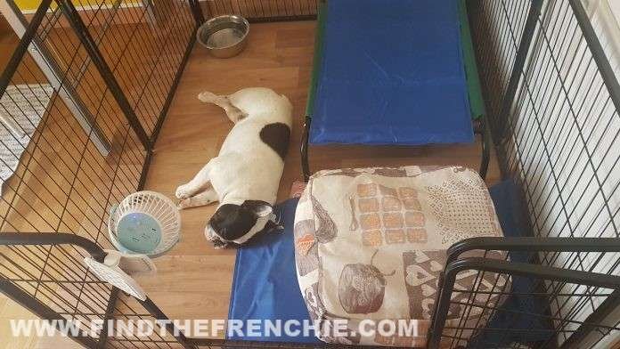 Ventilatore per cani - Recensione Find the Frenchie Bouledogue Francese