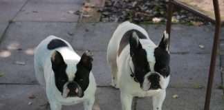 In Vacanza con il Bouledogue Francese In vacanza con il tuo Boueldogue