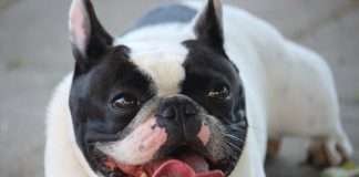 Recensioni dei Bestseller per Bouledogue | Speciale Estate 2023 recensioni dei Bestseller per Bouledogue | Speciale Estate. Mia De Valoisse