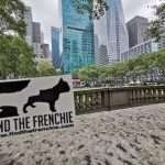 French Bulldog in New York |  Find the Frenchie