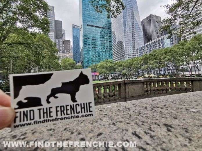 French Bulldog in New York
