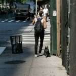 French Bulldog in New York – walking 4