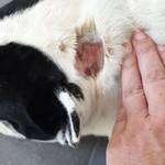 Hot Spot cane Bouledogue – taglio del pelo