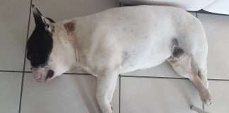 Hot Spot nel Bouledogue Francese. La nostra esperienza Hot Spot Dante - Cura diagnosi prevenzione