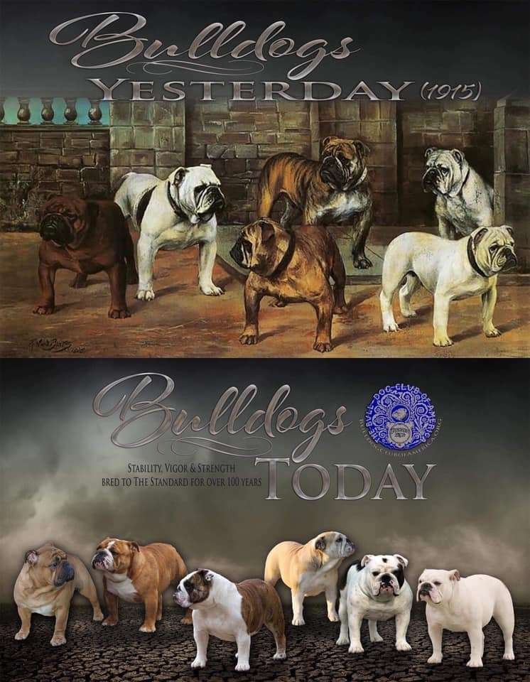 bulldog inglese ieri e oggi standard