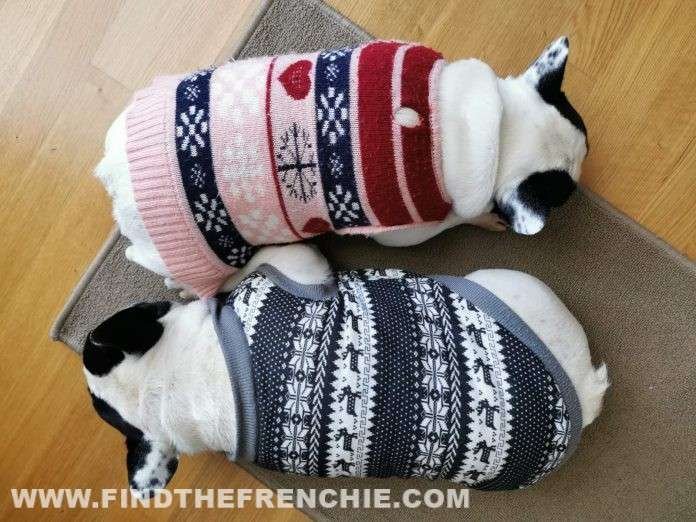 Cappottini Bouledogue Francese Inverno 2019 2020
