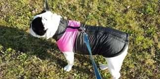 Cappottini Bulldog Francese. Recensione del nostro modello preferito Cappottino Bulldog Francese 1200 630