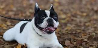 Offerte Black Friday 2019 – I migliori siti e negozi per gli animali domestici Offerte Black Friday 2019 Bouledogue Dante Sorpreso