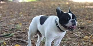 Perdita di pelo nel Bouledogue Francese. Perdita di pelo nel Bulldog Francese. I nostri consigli Dante Find the Frenchie