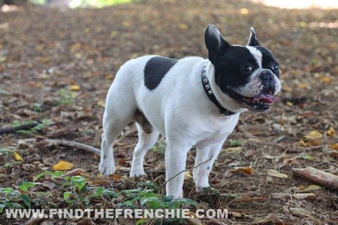 Perdita di pelo nel Bulldog Francese. I nostri consigli Dante Find the Frenchie