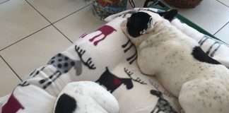 Regali di Natale Bulldog Francese