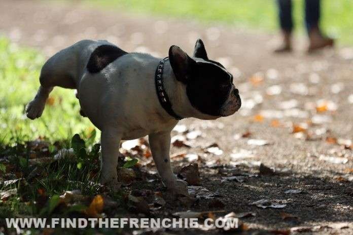 Post Bouledogue Francese: i più letti del 2019 - Dante
