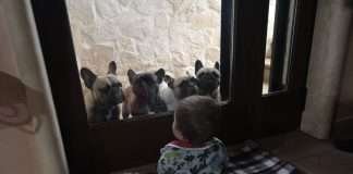 Bambini e Cani. Intervista a Giulia dell’Allevamento Dei Bulli Invincibili Bambini e Cani. Intervista a Giulia dell'Allevamento Dei Bulli Invincibili