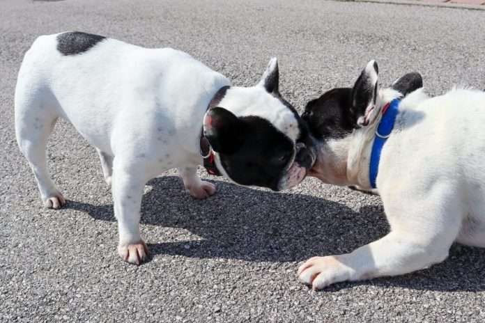 Coronavirus e Bouledogue Francese