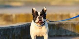 Antiparassitari per Bouledogue Francese. Prodotti, indicazioni e consigli pratici Antiparassitari per Bouledogue Francese - Dante - Find the Frenchie