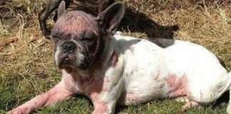 Perché dobbiamo dire NO ai colori rari nei Bulldog Inglesi e Francesi – di Marina Canestrale