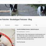 Video Bouledogue Francese Canale YouTube Find the Frenchie