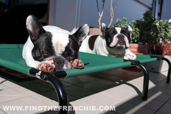 video-Bouledogue-Francese-YouTube-FindtheFrenchie