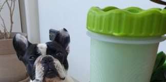 Lava zampe per Cani. La nostra recensione e consigli Lavazampe per cani bouledogue francese