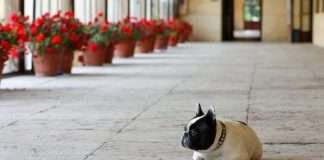 Il Parco di Villa Emo. Passeggiata con il Bouledogue Mia a Villa Emo dell'architetto Andrea Palladio. La villa si trova Fanzolo di Vedelago, in provincia di Treviso.
