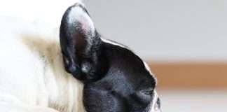 Gestire la solitudine del cucciolo Primo piano Bouledogue Francese