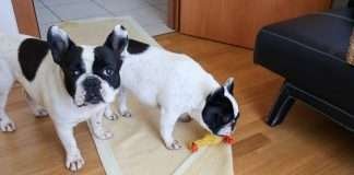 Il gioco del tira e molla Tira-molla-copertina-Find-the-frenchie