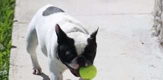Giocare con il cane Bouledogue Francese con la pallina in bocca