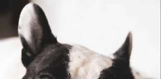 Un cucciolo per Natale Mia De Valoisse Bouledogue Francese - Find the Frenchie