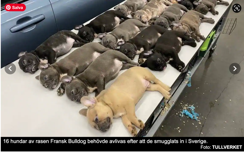 16 cuccioli simil bulldog blu soppressi dalle autorità svedesi perché soggetti malati e privi di certificazioni 