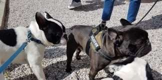 Collare o pettorina? Collare o pettorina per il cucciolo