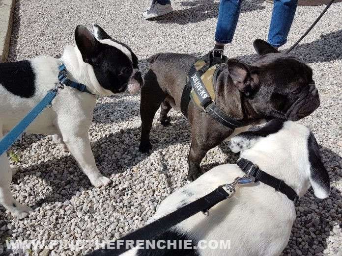 Collare o pettorina per il cucciolo