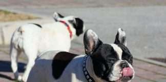 Ipotiroidismo nel cane. La nostra esperienza