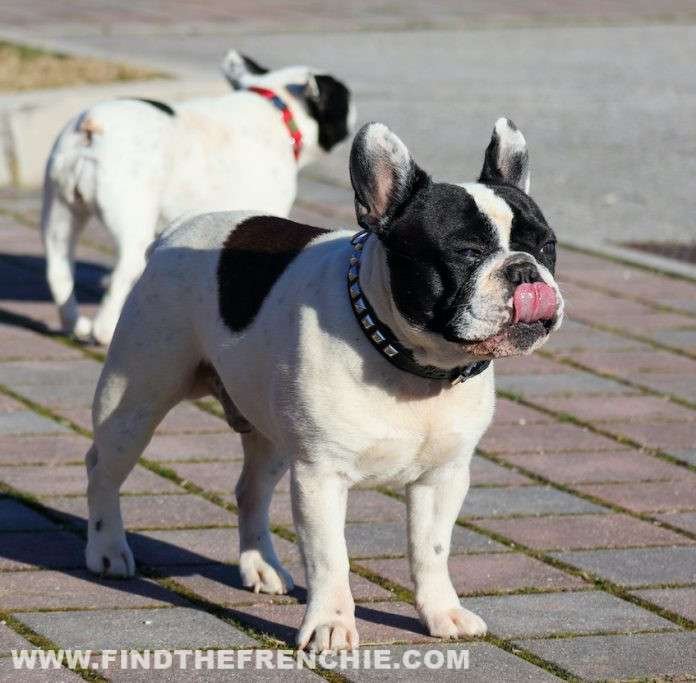 Bouledogue francese o bulldog francese? Nome corretto e varianti