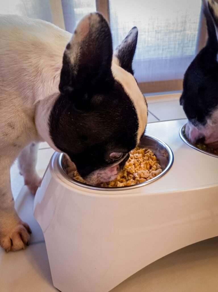 Quanto costa la dieta casalinga per cani?