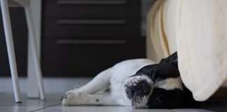 Gli integratori nella dieta casalinga