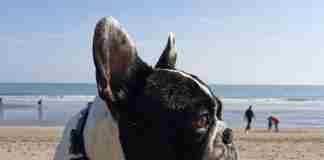 Bonus animali domestici 2022 Bonus-animali-domestici-2022-Dante