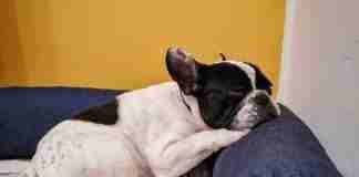 Bouledogue Francese morso da Amstaff al parco