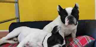 Cuccia divano letto Tobia Cuccioletti Baldiflex Bulldog Francese in cuccia