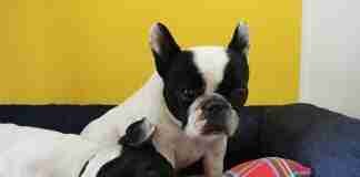 Cuccia per cani quale scegliere?