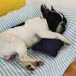 Bouledogue-Francese-Find-the-Frenchie-relax