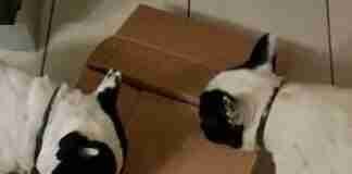 Ricerca olfattiva Ricerca olfattiva cane