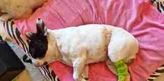 Mastocitoma cutaneo del cane Mastocitoma cutaneo nel cane