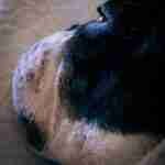 17877450800799346_findthefrenchie