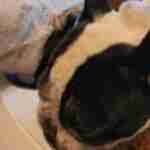 17936759996576463_findthefrenchie