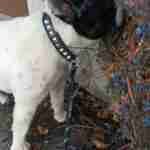 17970880415040773_findthefrenchie