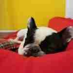 17967953249223427_findthefrenchie