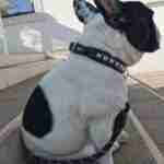 17998777216637694_findthefrenchie