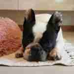 18007744021563498_findthefrenchie